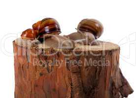Snails family on pine-tree stump