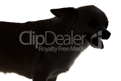 Photo of chihuahua with open mouth - silhouette