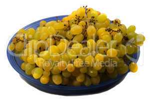 The grapes