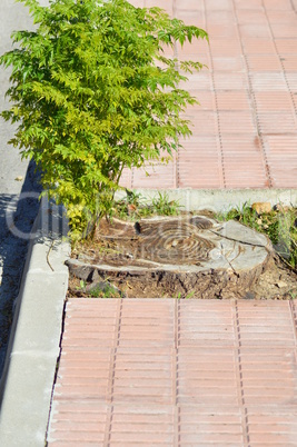 Gefällter Baum will Leben