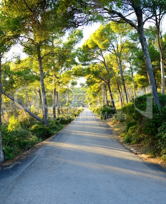 Der Weg aus dem Wald