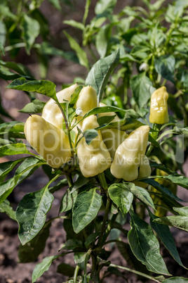 Yellow peppers