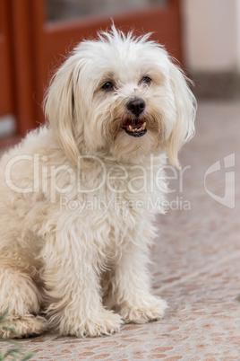 Maltese dog