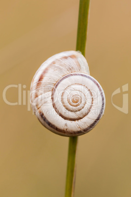 Snail