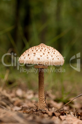 Young Parasol mushroom