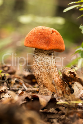 Edible mushroom species,red-capped