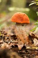 Edible mushroom species,red-capped