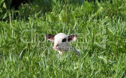 Lamm im Gras