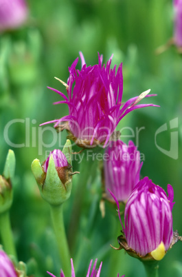 Ice Plant