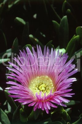 Ice Plant