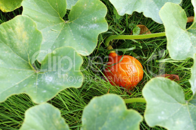 pumpkin in the grass