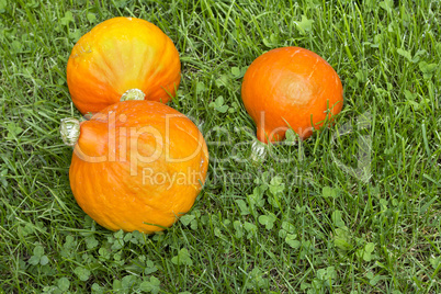 pumpkins in the grass