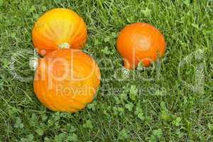 pumpkins in the grass