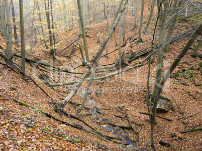 deciduous forest with ravines