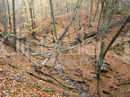deciduous forest with ravines