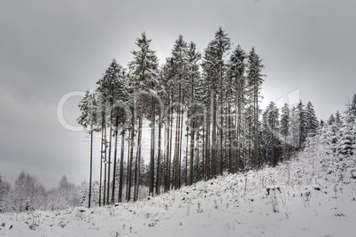 trees in winter