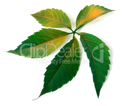 Multicolor grapes leaf