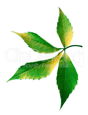 Grapes leaf. Isolated on white background.