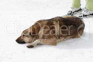 Dog sleeping on ski slope
