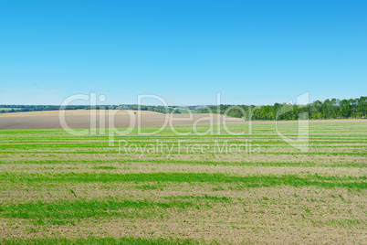 field and blue sky