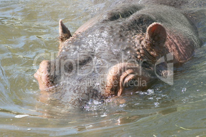 hippopotamus