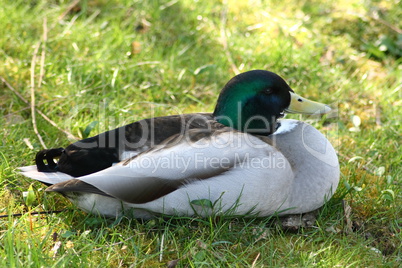 mallard drake