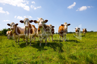 Montbeliarde cows