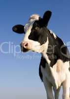 Holstein cow