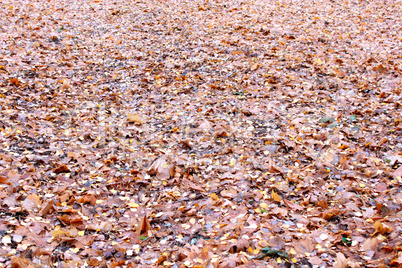 beautiful yellow leaves on the ground