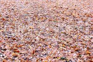 beautiful yellow leaves on the ground