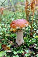 Beautiful and small cep in the grass