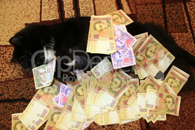 cat lying on the carpet with money