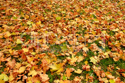 beautiful yellow leaves on the ground