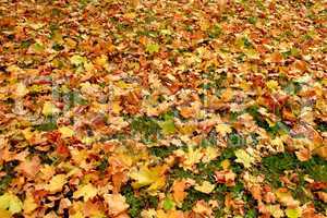 beautiful yellow leaves on the ground