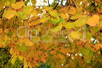 beautiful yellow leaves hanging on the tree