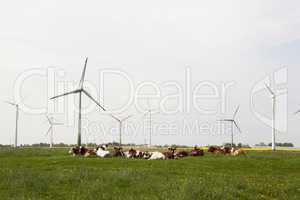 Cows and windmills