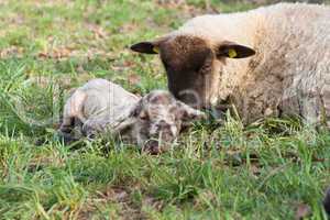 Schaf mit neugeborenem Lamm