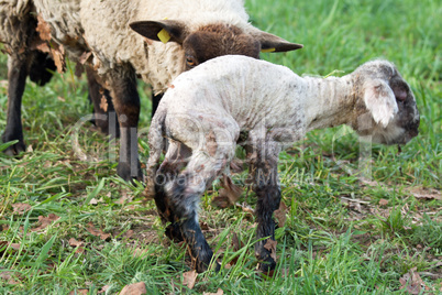 Schaf mit neugeborenem Lamm