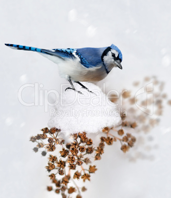 Blue Jay In Winter