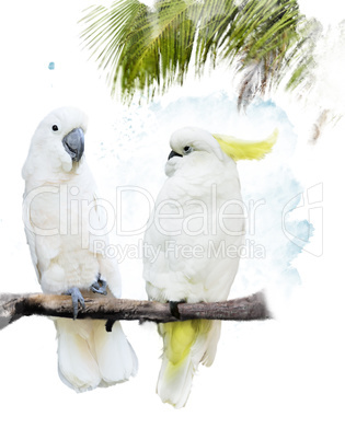 White Parrots
