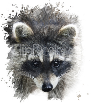 Raccoon Portrait