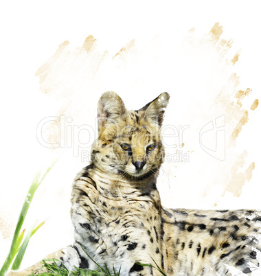 Serval Portrait