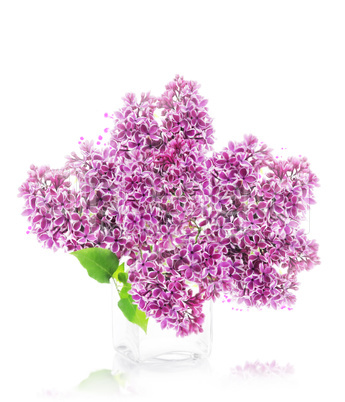 Blossoming lilac