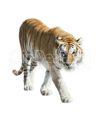 Walking Tiger