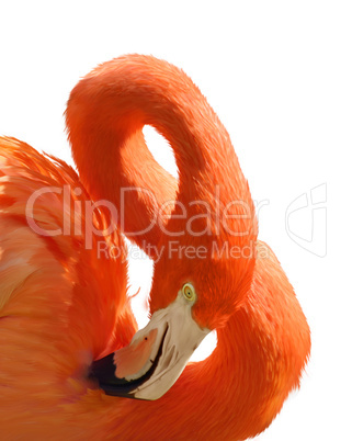 Pink Flamingo Portrait