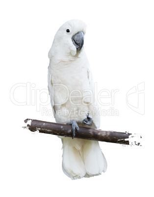 White Parrot