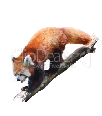 Red Panda