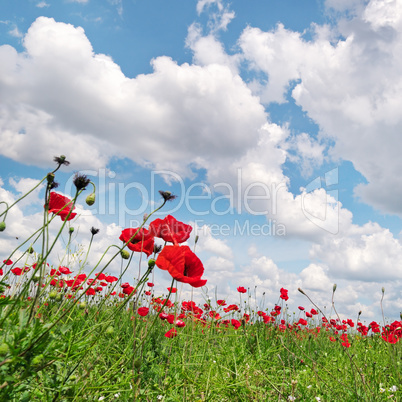 poppies on green field