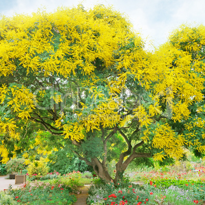 tree with yellow flowers