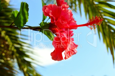 Blüte unter Palmen